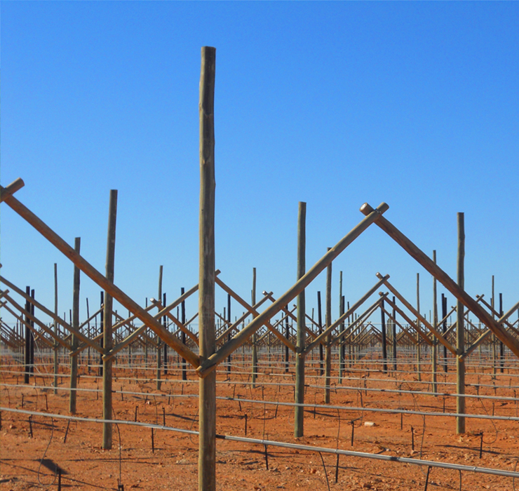 Kaap Agri Vineyard Treated Timber Poles
